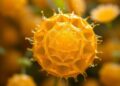 Microbial lipids from volatile fatty acids offer sustainable tailored production