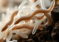 Microplastics shrink soil nematode populations and body sizes, study finds