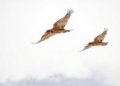 Migrating Redwings Carry Lyme-Infected Ticks South Long After Tick Season Ends