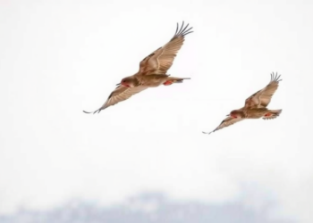 Migrating Redwings Carry Lyme-Infected Ticks South Long After Tick Season Ends