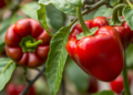 Mild Pepper Virus Turned Into a Powerful Gene Tool for Crop Scientists