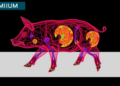 Miniature Pig Heart Atlas Reveals a Unique Lipid-Burning Cardiomyocyte Subpopulation