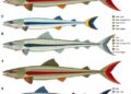 Mitochondrial DNA Analysis Uncovers Diversity and Relationships of Black Sea Sturgeons