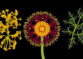 Mitochondrial Genomes of Three Terminalia Species Reveal Surprising Structural Chaos and Evolutionary Clues