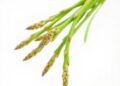 Mitochondrial genome of Chinese asparagus reveals genetic secrets of its medicinal value
