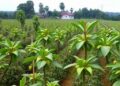 Modeling Ghanaian cocoa farmers’ preparedness for multiple climate hazards