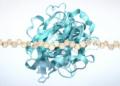Molecular Dynamics Reveal How a Fungal Biocontrol Enzyme Grips Chitin