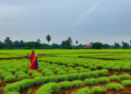 Monsoon Rhythms Reshape the Fertility of India’s Crucial Farming Soils