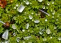 Moss surveys show airborne microplastics deposited widely across the UK