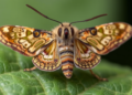 Moth Olfactory Receptor Keeps the Same Chemical Codes Across Two Crop Pests