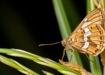 Moth Sex Pheromone Trapping Drives Behavioral Resistance in Rice Pest