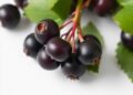 Mulberry anthocyanins ease insomnia through the gut–brain axis, study shows
