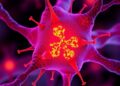 Multi-omics reveals chromatin states governing tendon cell homeostasis