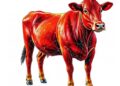 Multi-omics reveals molecular basis of meat quality variation in Red cattle muscles