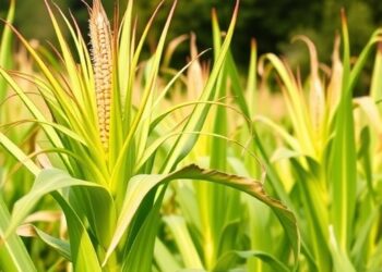 Multi-stage growth-aware maize yield prediction using graph neural networks