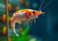 Multimodal AI system tracks shrimp growth and guides smart feeding decisions
