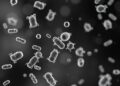 Nanopore sequencing uncovers Giardia and Cryptosporidium diversity in Colombian waters