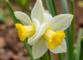 Narcissus transcriptomics reveals modified ABCDE model and double flower mechanism