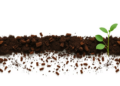 Neonicotinoid Seed Treatments Quietly Reshape Soil Fungal Communities Over Time