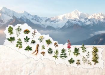 Nepal’s 395-Plant Pharmacopoeia for Women’s Reproductive Health, Mapped