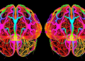 New AI Pipeline Turns Tangled 3D Brain Videos into Clear Neuronal Activity Maps