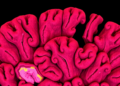 New AI Study Reveals What Actually Matters When Mapping Tissue Architecture