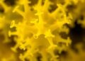 New Bacillus cereus strain from refinery sludge shows ethanol production and stress tolerance