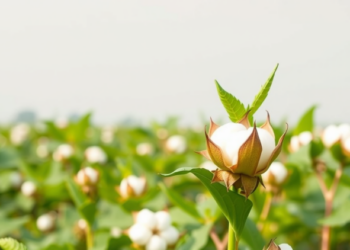 New Bt Cotton Variety PAU Bt 5 Delivers Higher Yields for North India