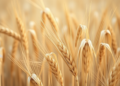 New Multi-Branch AI Model Predicts Winter Wheat Yields Weeks Before Harvest, Even Under Extreme Weather