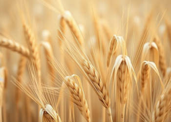 New Multi-Branch AI Model Predicts Winter Wheat Yields Weeks Before Harvest, Even Under Extreme Weather