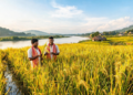 New Rice Varieties Show Stable, High Yields Across Assam’s Flood-Prone Landscapes