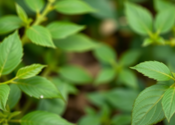 New Self-Attention Method Strips Redundant Filters From CNNs to Boost Plant Disease Detection