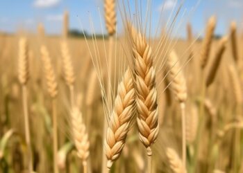 New imazamox-tolerant wheat lines created using combined EMS mutagenesis approaches
