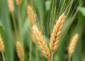 New multi-omics study reveals wheat QTL TaFhb-6A conferring scab resistance