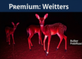 Night Watch: Infrared Cameras Reveal the Secret First Ten Days of Zoo-Born Duiker Calves