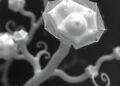 Novel Bradyrhizobium Isolate Reveals NodD1’s Role in Legume Symbiosis