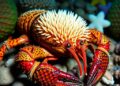 Octolasmis barnacle populations on spiny lobsters in southeastern Gulf of California