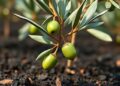 Olive Waste Biochar Boosts CO2 Conversion to Methane