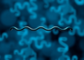 One Amino Acid Decides Whether Mitochondria Keep Their Protein Machines Intact