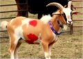 Orf Virus in Eastern Turkish Goats Genetically Characterized