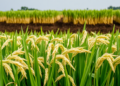 Organic Rice Farming Rewrites the Grain Metabolome and Underground Microbiome