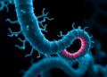 Organoid Study Reveals How WNT2B Mutations Drive Deadly Congenital Diarrhea