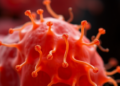 Orphan Bitter Taste Receptors Found on Cell Surfaces, Hinting at Hidden Functions