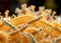 Overlapping Genes Evolve by Different Rules in Bacteria and Complex Life