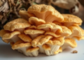 Oyster Mushroom Mycelium Turns Forestry Waste Into Biodegradable Packaging