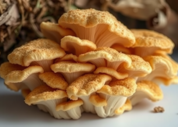 Oyster Mushroom Mycelium Turns Forestry Waste Into Biodegradable Packaging