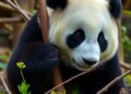 Panda-livestock interface reveals divergent virus-sharing patterns