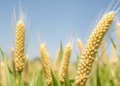 Pearl Millet Hybrid Packs High Yields and Heavy Doses of Iron and Zinc Into a Single Grain