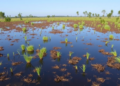 Peatland Rewetting Reshapes Mosquito Communities in Unexpected Ways, Study Finds