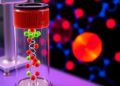 Perfusion platform screens self-assembling peptide drugs in 3D breast tumor models